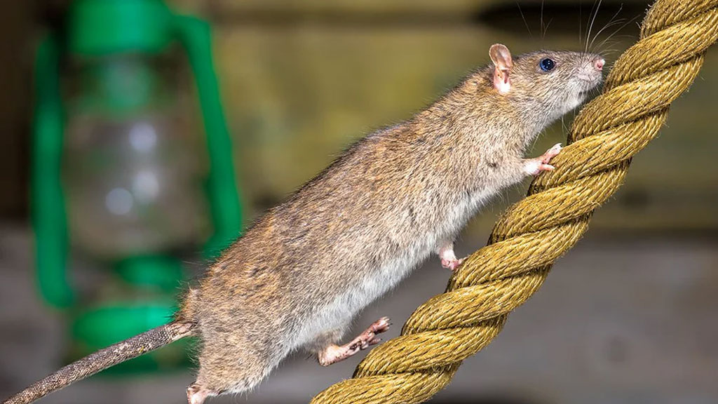 Zone portuaire de Marseille avec conteneurs, point d'entrée historique des populations de rats